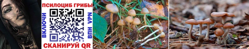 где продают наркотики  Серов  Галлюциногенные грибы MAGIC MUSHROOMS 